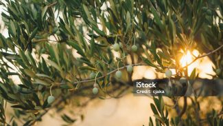 istockphoto-1423160904-1024x1024