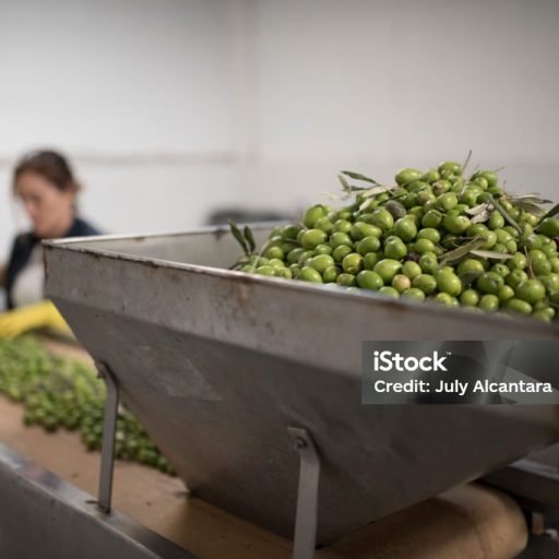 Woman selecting olives in food olives fruit procesing factory Woman selecting olives in food olives fruit procesing factory